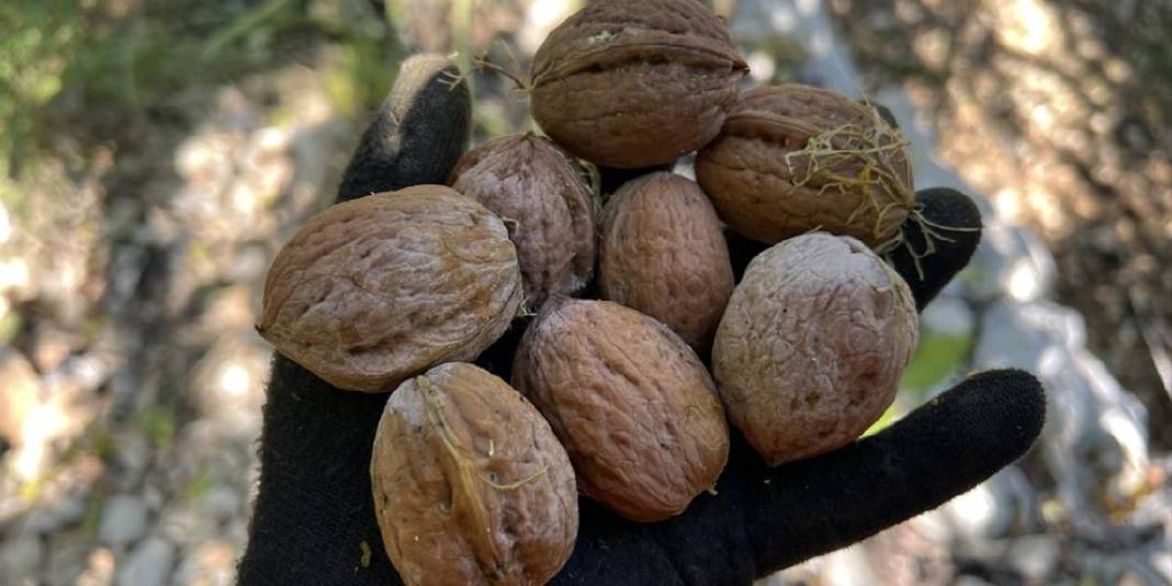 Kimi dallara çıkıyor, kimi uzun sırıklarla topluyor! Hummalı çalışma başladı: Kilosu 350 TL’den satılıyor 5